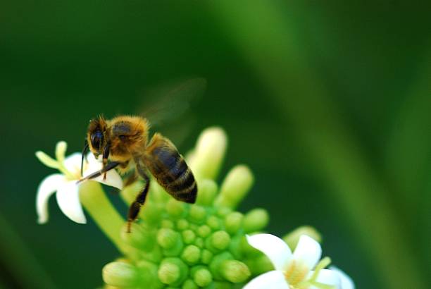 istock Bee flying on white noni flower 615609410