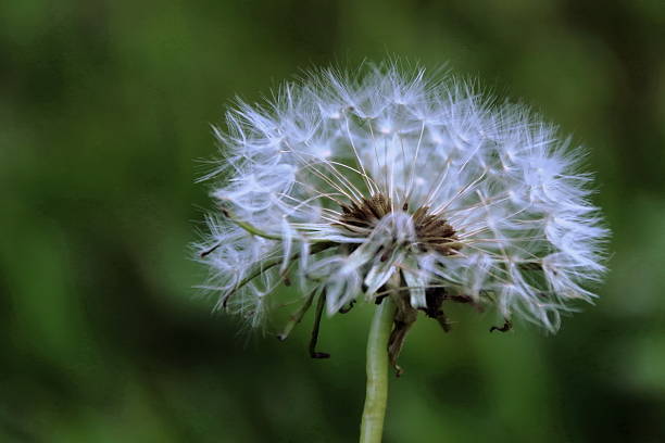 istock Air dandelions on a green field. 615611964