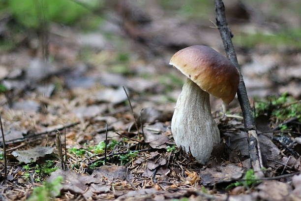 istock Oak Mushrooms in the moss 615612110