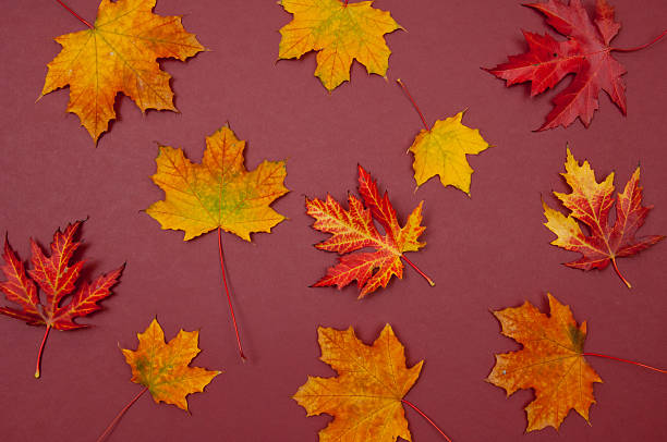 istock Autumn colorful fallen maple leaves on claret background 615613534