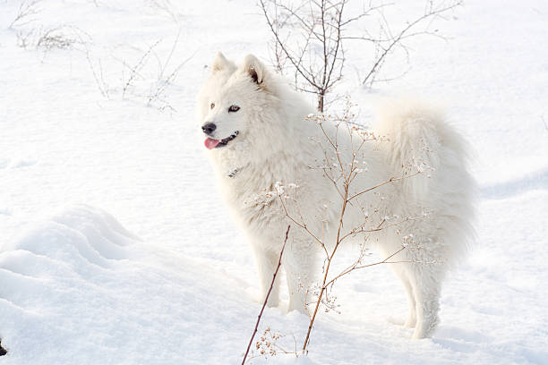 istock Shaggy dog Samoyed posing in natural setting 615613914