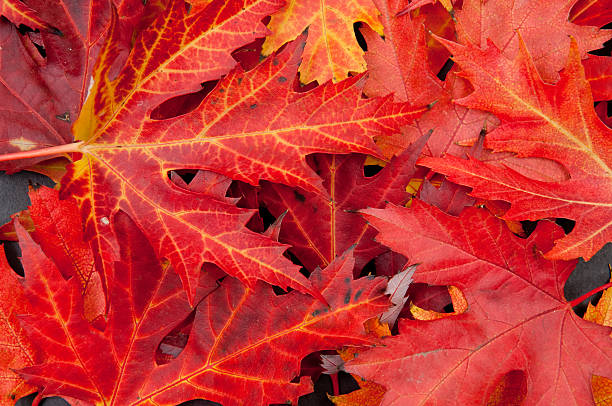 istock Pile of autumn colorful fallen maple leaves 615614108