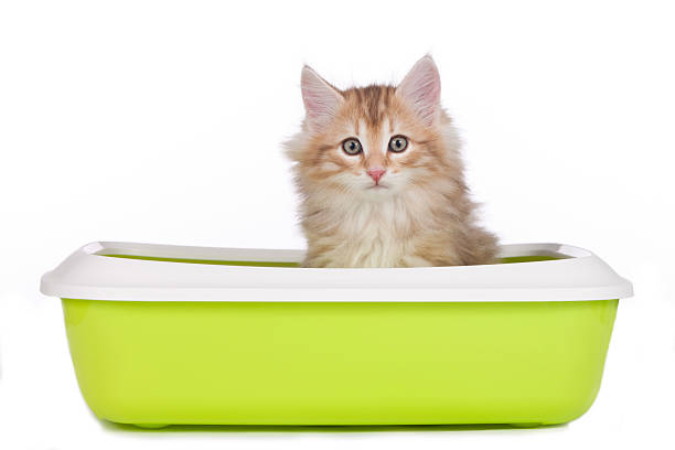 Cat in litter box cute kitten sitting in litter box kidney failure photos stock pictures, royalty-free photos & images