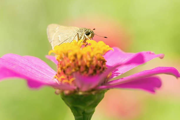 istock zinnia flowers and butterfly 615615518