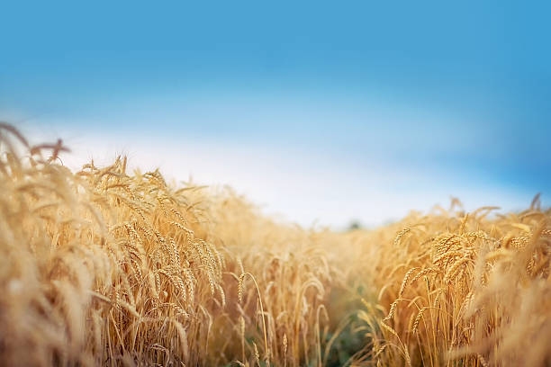 Lavoura de Trigo Ajuda a Controlar Pragas. Imagem: Istockphoto.com Lavoura de Trigo Ajuda a Controlar Pragas. Imagem: Istockphoto.com
