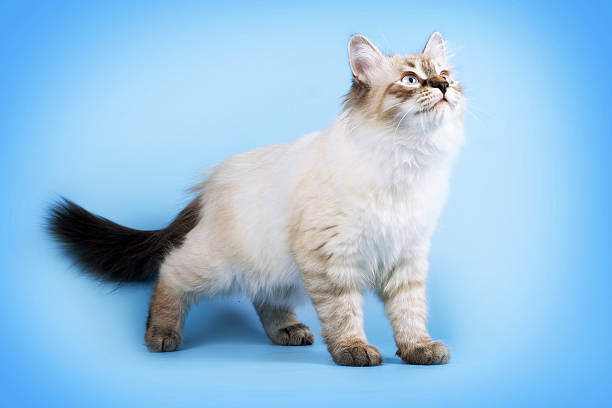 istock young beautiful cat breed Neva masquerade on a blue background 615616226