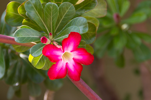 Red azalea flowers on the tree