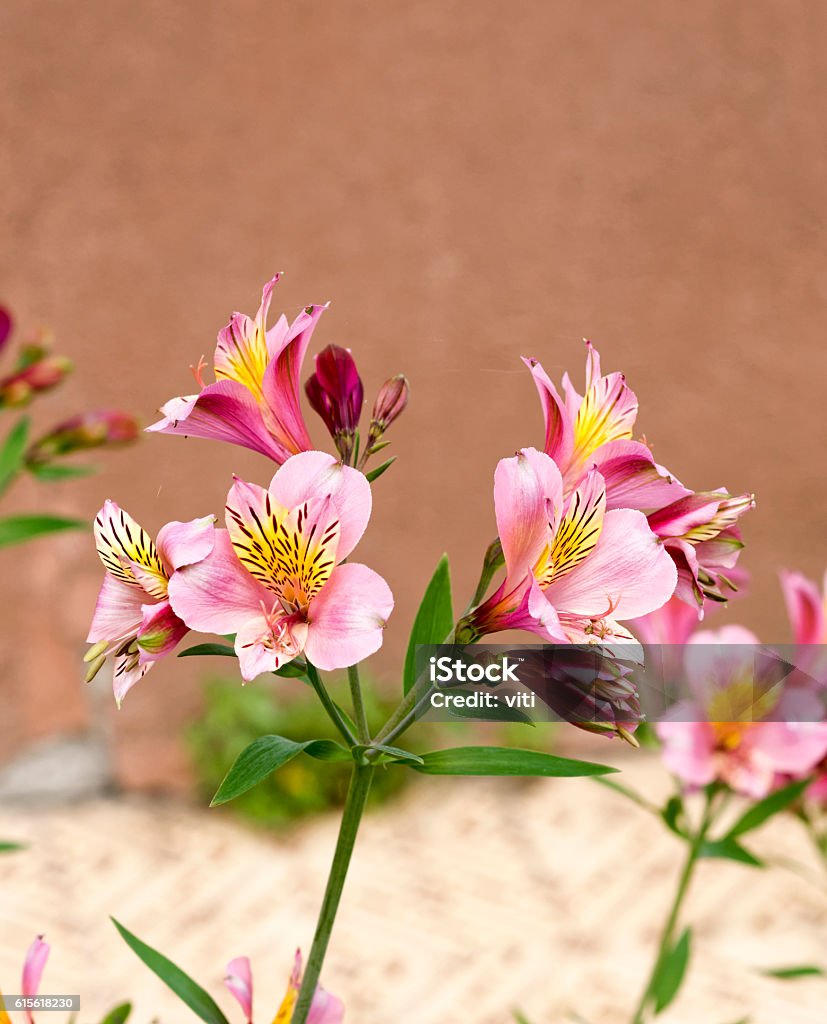 Astromelia Stock Photo - Download Image Now - Abstract, Beauty In Nature,  Close-up - iStock