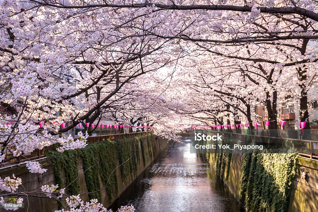 Tokyo, Japan at Meguro Canal in the spring season. Cherry blossom lined Meguro Canal in Tokyo, Japan. Cherry Blossom Stock Photo