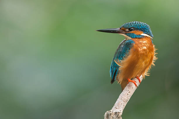 martin-pêcheur commun(alcedo atthis),mâle - martin pêcheur photos et images de collection