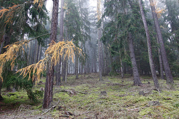 istock Autumn coniferous forest in the morning 615619358