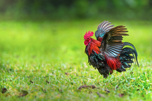 Red junglefowl fans his wings flamboyantly to display feather size and coloration to attract female attention.