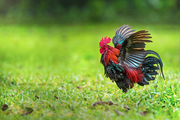 Red junglefowl ( Gallus gallus ) Male flapping wings Red junglefowl fans his wings flamboyantly to display feather size and coloration to attract female attention. male red junglefowl gallus gallus stock pictures, royalty-free photos & images