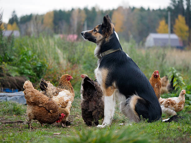 Big dog guards the village chickens