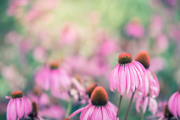 istock Pink and purple coneflower 615619740
