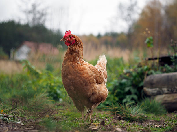 istock Portrait of rustic chicken. Chicken with red crest red 615619836