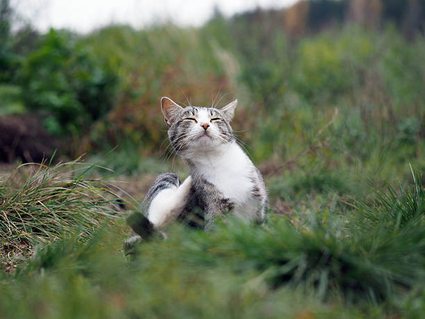 Satisfied Cat in the green grass. Cat scratched