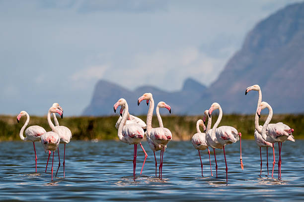 istock Greater Flamingoes 615619938