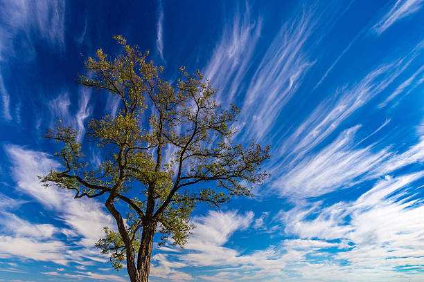 istock Autumnal trees and dramatic blue polarised sky, Namur, Belgium 615621326