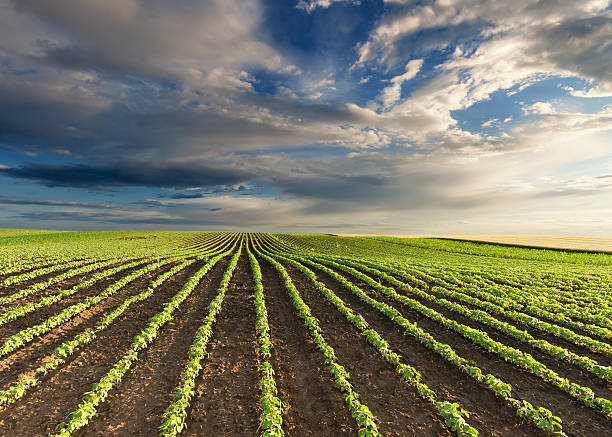 istock Young green soybean crops at idyllic sunny day 615623214