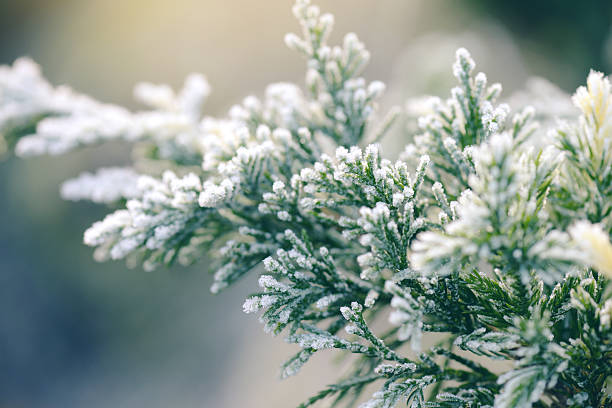 frost on the branches of plants