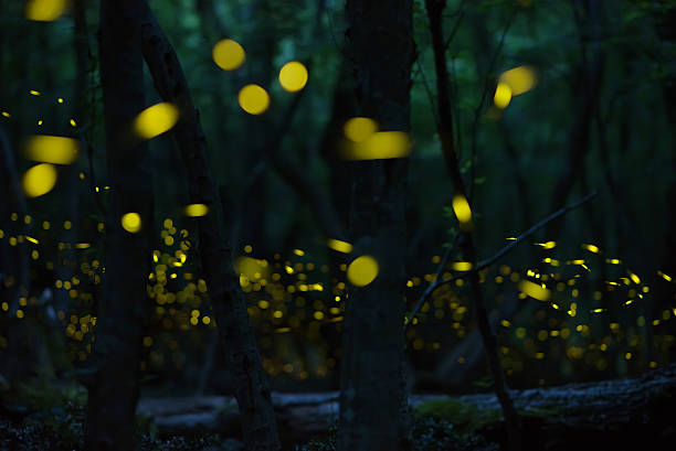 istock Fireflies in the summer at the fairy forest 615623504