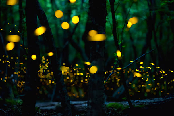 istock Fireflies in the summer at the fairy forest 615623578