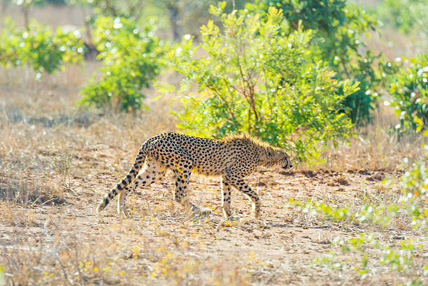 istock Majestic Cheetah in hunting position 615625070
