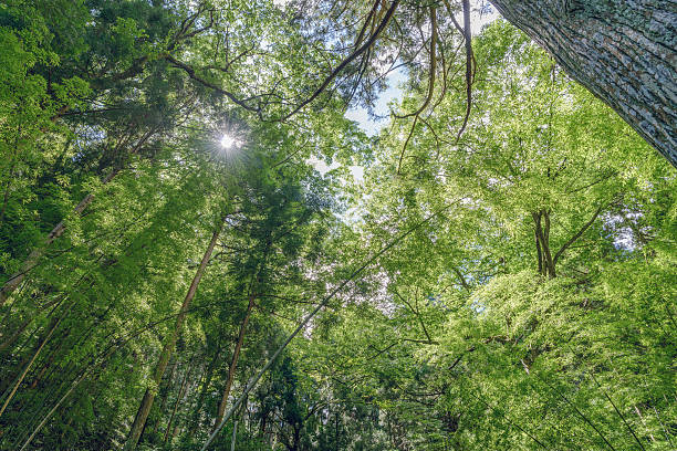 istock Sunlight to come in in the forest 615625124