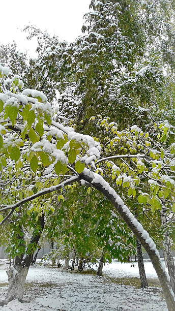 istock First Snow in the city 615625584