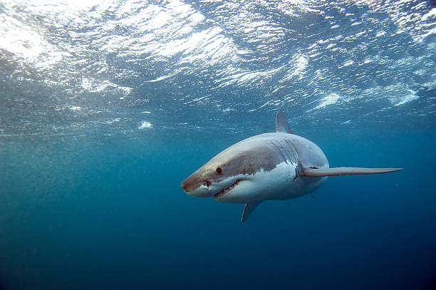 Great White Shark swim past A Great White Shark in South Australia swimming past underwater near surface great white shark stock pictures, royalty-free photos & images