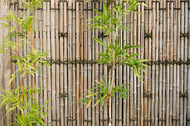 istock Bamboo plant against a bamboo fence 615625892