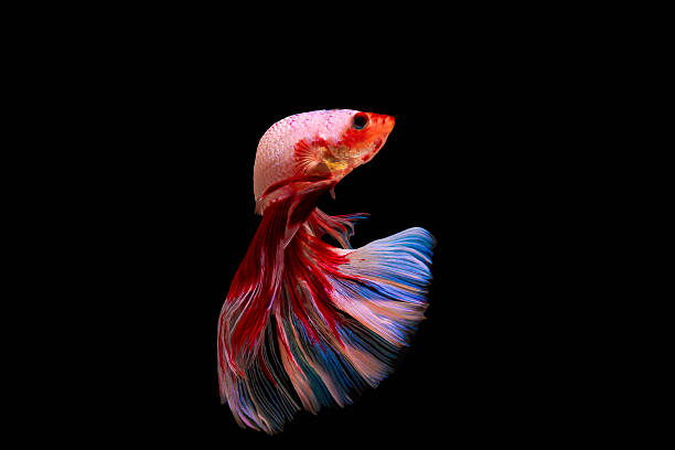 moment of siamese fighting fish isolated on black background - siamese fighting fish fish tank tropical climate fish imagens e fotografias de stock