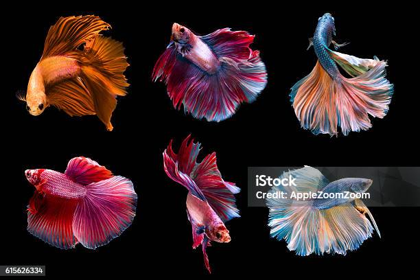 6 Capture Moving Moment Siamese Fighting Fish Stock Photo - Download Image Now - Siamese Fighting Fish, Cut Out, Black Background
