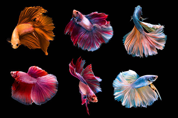 6 захват движущихся момент сиамск�ой боевой рыбы - fish siamese fighting fish isolated multi colored стоковые фото и изображения