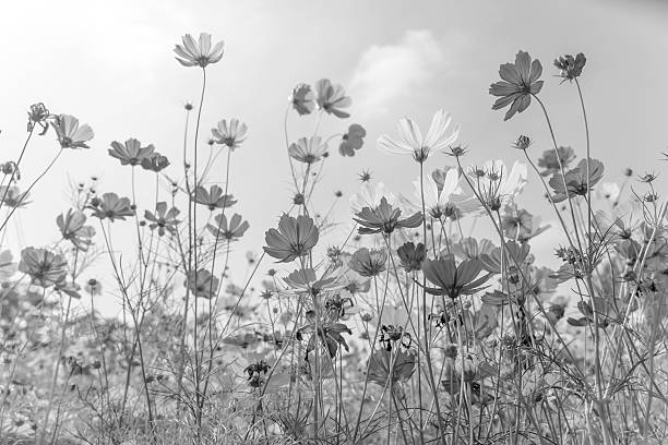 istock Soft focus and blurred cosmos flowers on pastel color 615626374