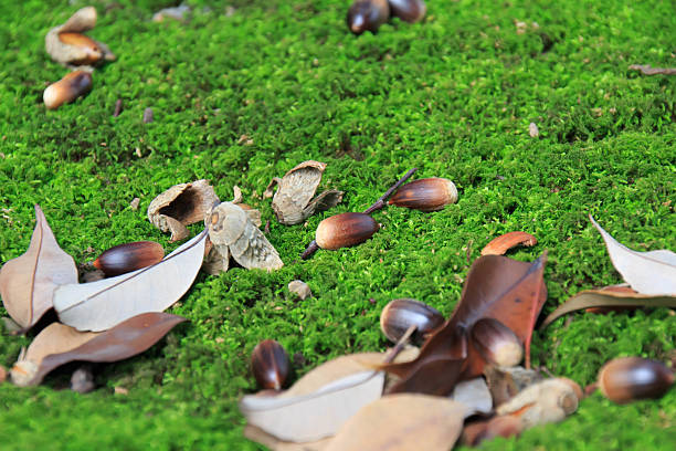 istock Acorn fell on top of the moss 615626726