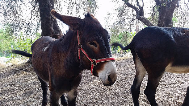 deux beaux ânes bruns - mule animal profile animal head photos et images de collection