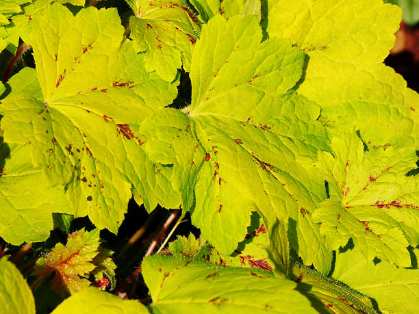 istock Yellow Heuchera 'Sunrise Falls' 615629950