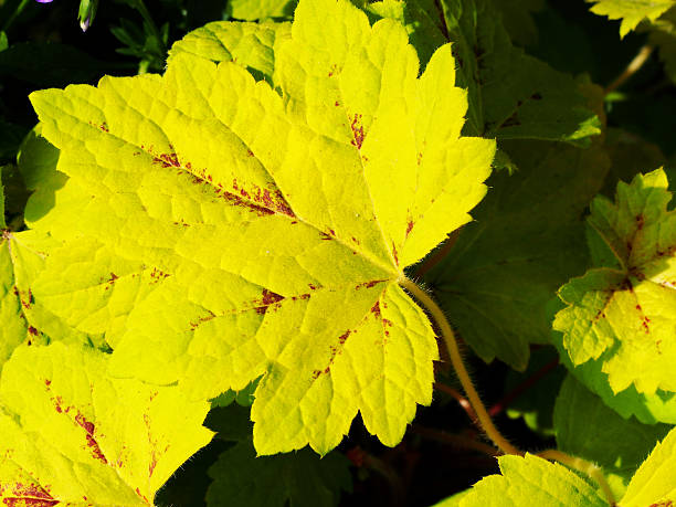 istock Yellow Heuchera 'Sunrise Falls' 615630466