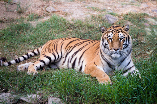 Portrait of atiger lying on the grass.