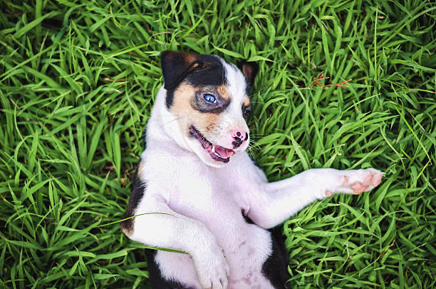 istock seated beagle puppy dog plays in park 615630654