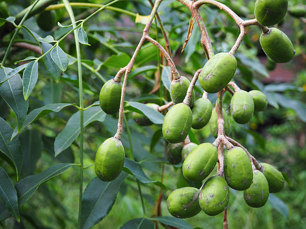 istock Fruits of raw Hog Plum (Spondias pinnata) 615631178