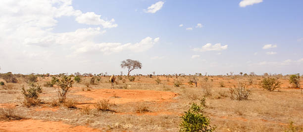 istock Wild camel in african savannah 615632422