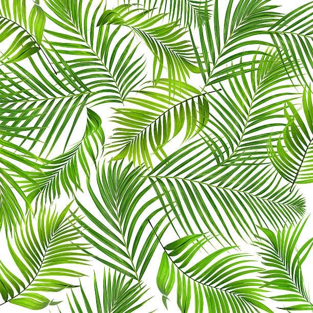 istock Green leaves of palm tree on white background 615633514