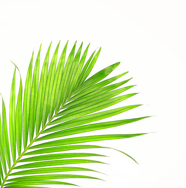istock green leaves of palm tree isolated on white background 615636214