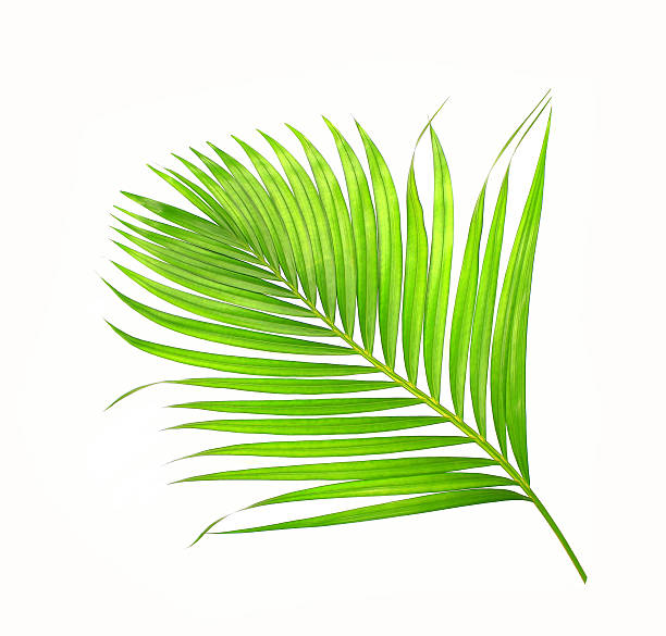 istock green leaves of palm tree isolated on white background 615636368