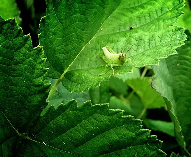 Photo of grasshopper on a leaf