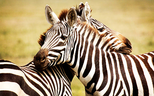 istock Cuddling Zebras on the Savannah 615638270