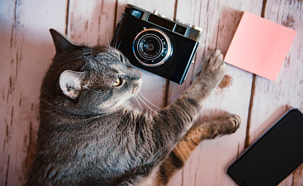 istock CAt with a camera and a phone 615638716